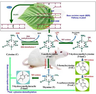 Epigenetics of Modified DNA Bases: 5-Methylcytosine and Beyond